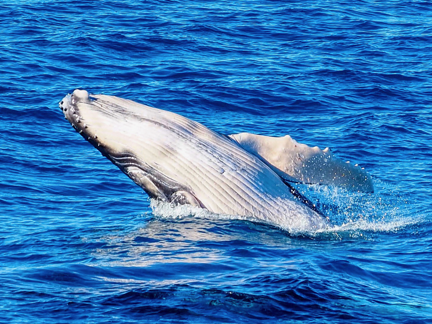 A humpback whale breaching off the Sunshine Coast